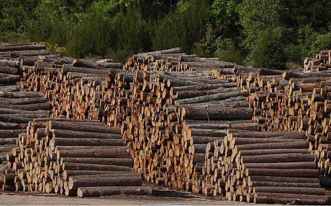 Tim Feng raw timber warehouse